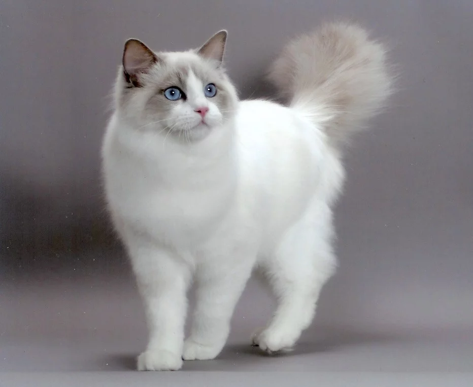Ragdoll (Ragdoll) | ChovZvířat.cz