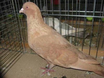 Říman