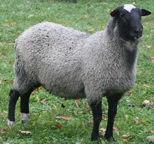 Romanovská ovce