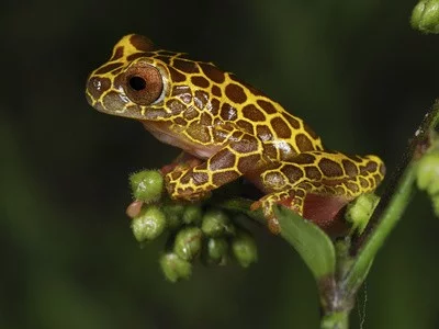 Rosnička žlutoskvrnná