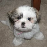 Schi-tzu Schi-tzu