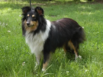 Šeltie