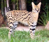 Serval