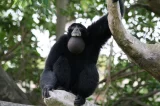 Siamang