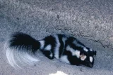 Skunk skvrnitý