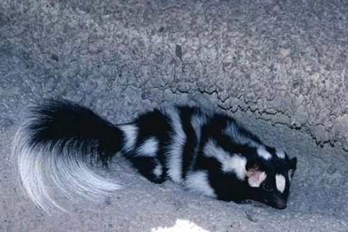 Skunk skvrnitý