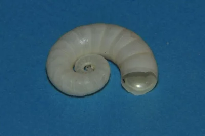 Spirálovec australský neboli sépie točenka