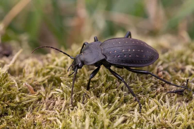 Střevlík zahradní