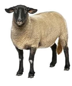 Ovce Suffolk