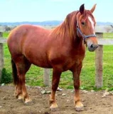 Suffolkský kůň