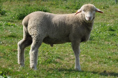 Švýcarská alpská ovce