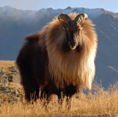 Tahr himalájský