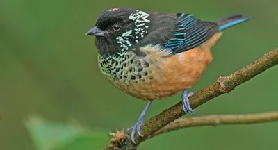 Tangara leskloskvrná