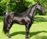 Tennesseeský mimochodník