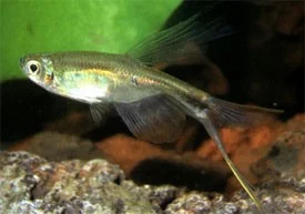 Tetra velkoploutvá