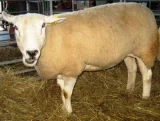 Ovce Texel