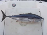 Tuňák malý