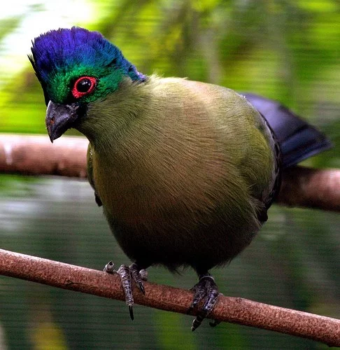 Turako lesklohlavý - purpurový