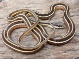 Užovka druhu Thamnophis sauritus Užovka druhu Thamnophis sauritus