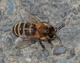 Včela medonosná kraňská