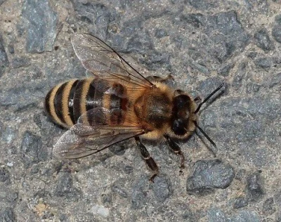 Včela medonosná kraňská