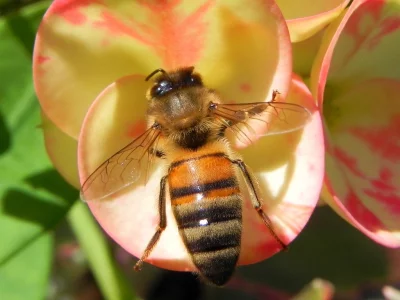Včela medonosná vlašská