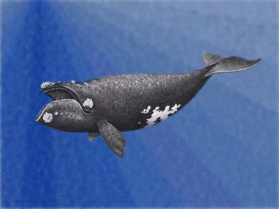 Velryba černá neboli biskajská