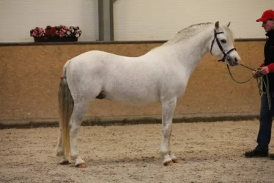 Velšský pony sekce B