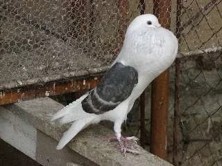 Holub Voorburský voláč