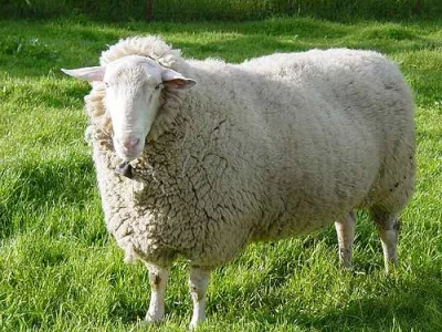 Východofríská ovce