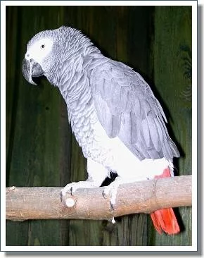 Žako kongo (Psittacus erithacus) | ChovZvířat.cz