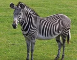 Zebra Grévyho