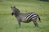 Zebra stepní