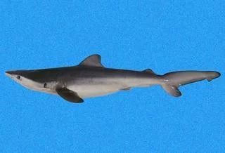 Žralok měděný