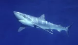 Žralok modrý